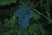 groppellone